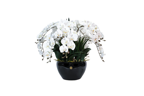 Giant Orchid White