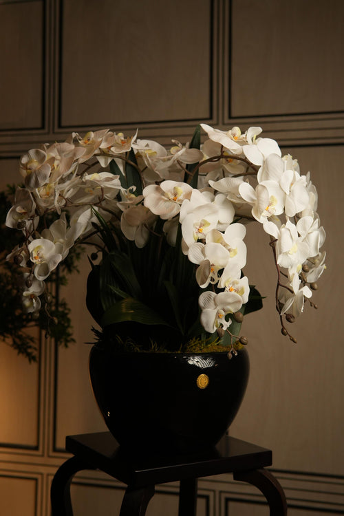 Giant Orchid White