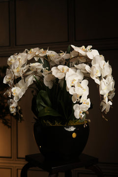 Giant Orchid White