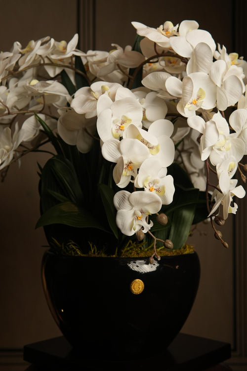 Giant Orchid White
