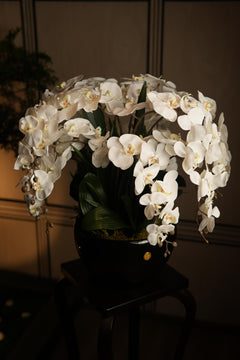 Giant Orchid White