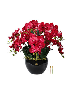Giant Orchid Red