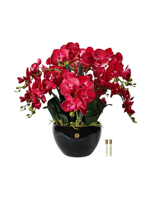 Giant Orchid Red