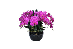 Giant Orchid Fuchsia