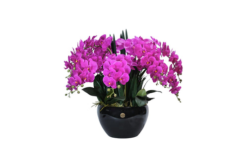 Giant Orchid Fuchsia