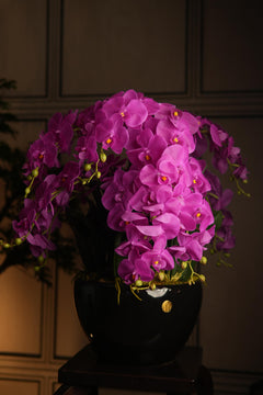 Giant Orchid Fuchsia