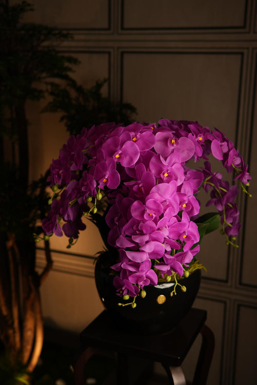 Giant Orchid Fuchsia