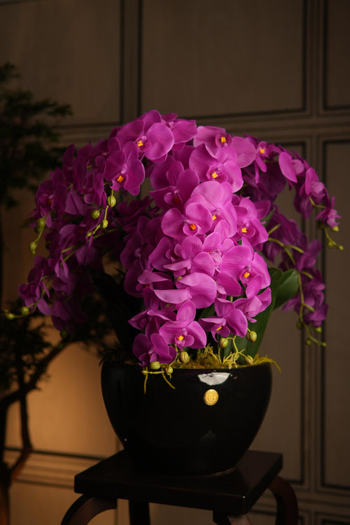 Giant Orchid Fuchsia