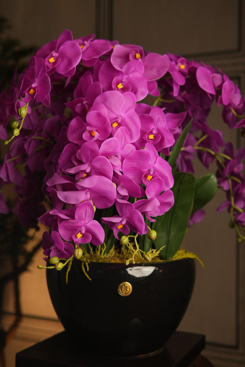 Giant Orchid Fuchsia