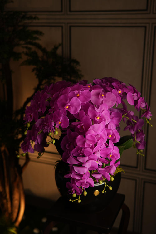 Giant Orchid Fuchsia