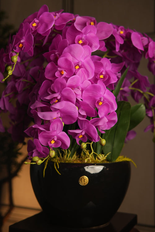 Giant Orchid Fuchsia