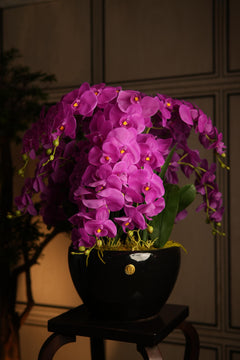 Giant Orchid Fuchsia