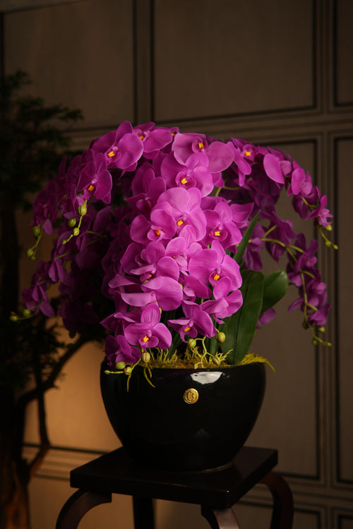 Giant Orchid Fuchsia