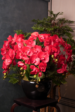 Giant Orchid Red