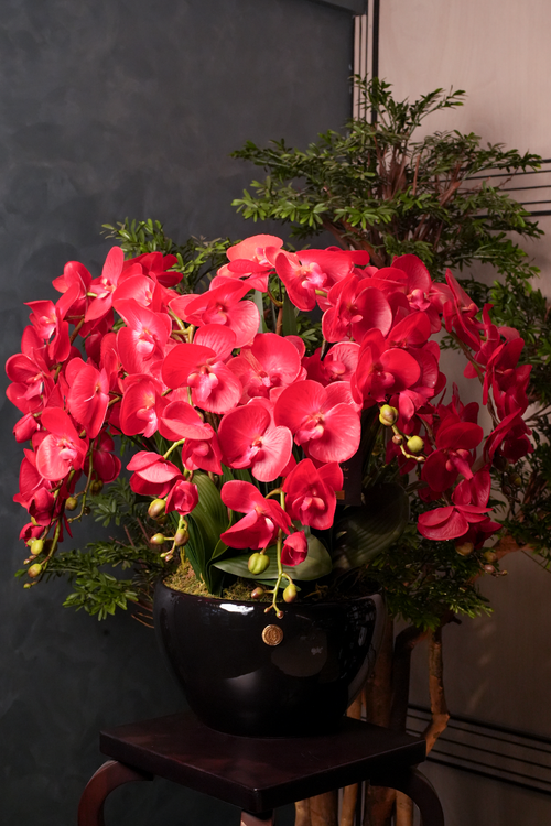 Giant Orchid Red