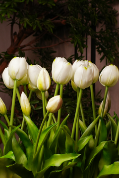 Ivory Bloom Tulip Arrangement